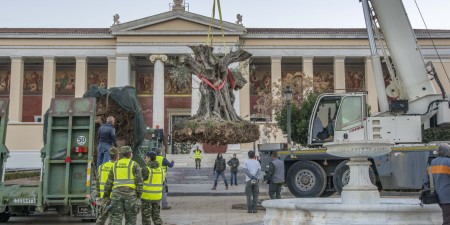 Η ΕΡΓΟΣΕ αποφάσισε να διασώσει δυο υπεραιωνόβιες Ελιές, ηλικίας 800 χρόνων