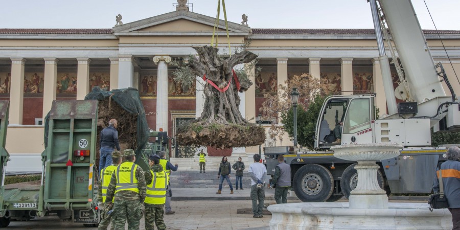 Η ΕΡΓΟΣΕ αποφάσισε να διασώσει δυο υπεραιωνόβιες Ελιές, ηλικίας 800 χρόνων