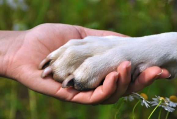 Το Ευρωπαϊκό Κοινοβούλιο υπερψήφισε την καταπολέμηση της παράνομης διακίνησης κατοικίδιων ζώων
