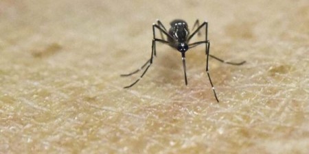 Οι ειδικοί υγείας των ΗΠΑ επιβεβαιώνουν τις επιπλοκές στις γεννήσεις που προκαλούνται από τον ιό Ζίκα