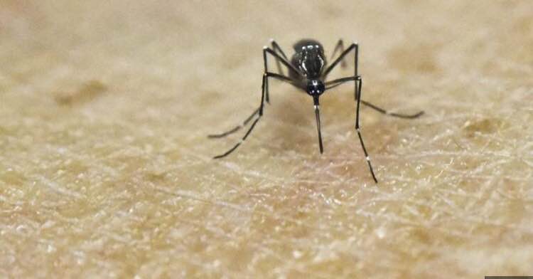 Οι ειδικοί υγείας των ΗΠΑ επιβεβαιώνουν τις επιπλοκές στις γεννήσεις που προκαλούνται από τον ιό Ζίκα