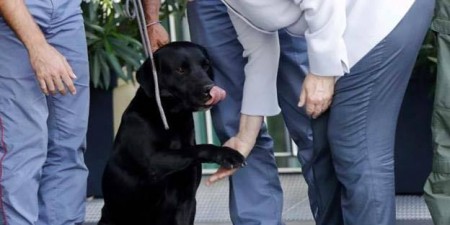 Τα σκυλιά στη ζωή της Μέρκελ