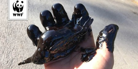 Το WWF υποβάλλει μήνυση κατά παντός υπευθύνου για τη ρύπανση στον Σαρωνικό