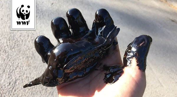 Το WWF υποβάλλει μήνυση κατά παντός υπευθύνου για τη ρύπανση στον Σαρωνικό