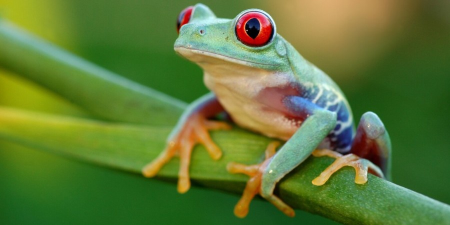 Σχεδόν όλοι οι βάτραχοι και οι σαλαμάνδρες διαθέτουν βιοφωταύγεια