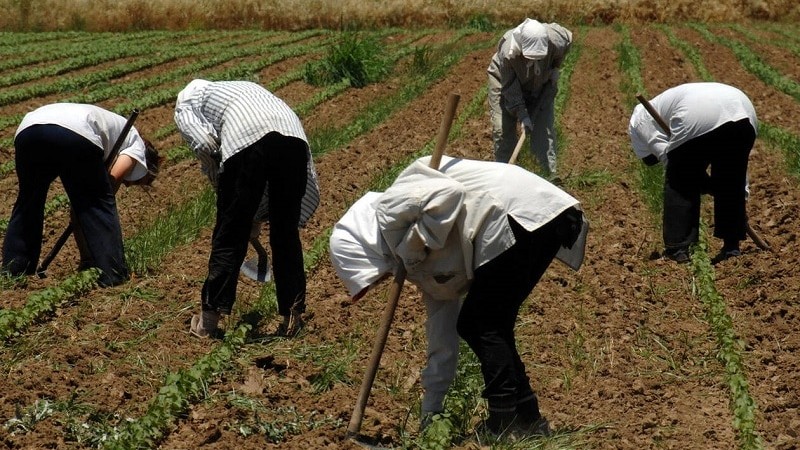 Οι Έλληνες αγρότες αποκτούν πρόσβαση στο Ταμείο Εγγυοδοσίας για τον κορωνοϊό