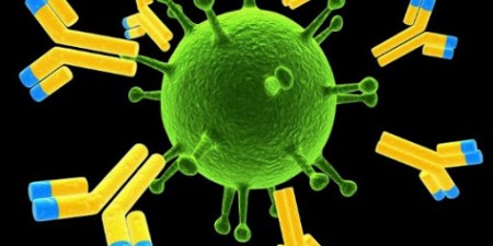 Αντισώματα: Πως λειτουργούν εναντίον του SARS-CoV-2