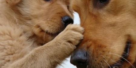 Διαμαρτυρία της Συνομοσπονδίας Ζωοφιλικών Σωματείων Ελλάδας για τη μη παραχώρηση δασικών εκτάσεων για τα καταφύγια αδέσποτων ζώων