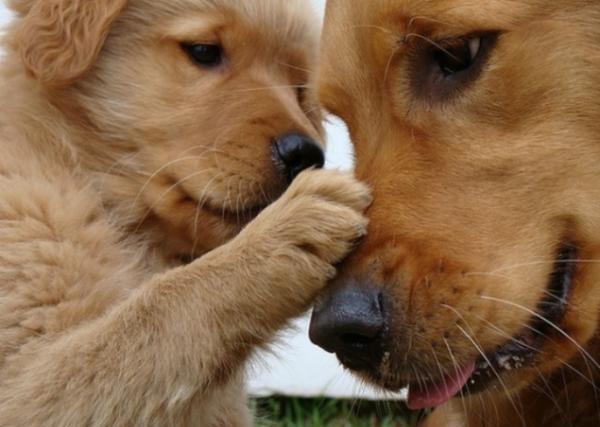 Διαμαρτυρία της Συνομοσπονδίας Ζωοφιλικών Σωματείων Ελλάδας για τη μη παραχώρηση δασικών εκτάσεων για τα καταφύγια αδέσποτων ζώων