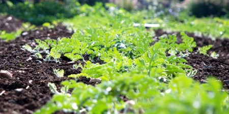 Η Ελληνική Γεωργία και αγροδιατροφή μετά την πανδημία