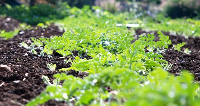Η Ελληνική Γεωργία και αγροδιατροφή μετά την πανδημία
