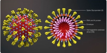 Η μεταλλαγή στην πρωτεΐνη spike D614G μεταβάλλει την πολλαπλασιαστική ικανότητα του SARS-CoV-2