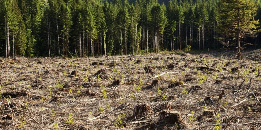 Δεσμευτικό νομικό πλαίσιο για την ανάσχεση της παγκόσμιας αποψίλωσης των δασών