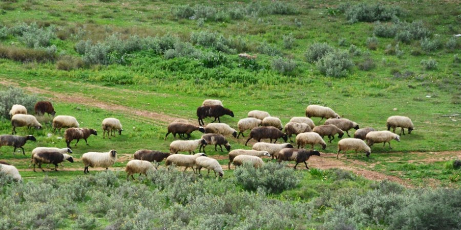 Ένωση Ιδιοκτητών Αγροτικών Ακινήτων Ελλάδος: «Πως η δασική νομοθεσία δημεύει  αγροτικές περιουσίες και  εξαφανίζει την ανταγωνιστική κτηνοτροφία»
