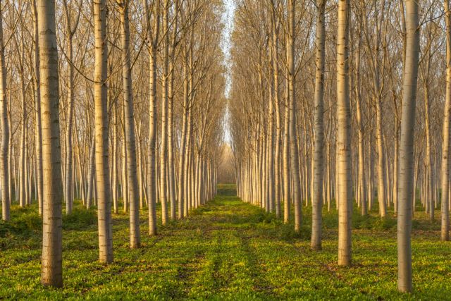 COSMOTE: Μείον 411 τόνοι χαρτιού από τους e-λογαριασμούς