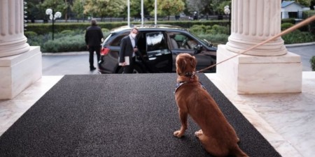 Η Ομοσπονδία Ζωοφλικών Σωματείων Ελλάδας για το πως αντιλαμβάνονται στο Μέγαρο Μαξίμου την προστασία των ζώων  συντροφιάς
