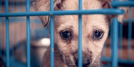 Αθρόα αποστολή και εμπορία αδέσποτων ζώων σε χώρες του εξωτερικού