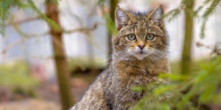 Βιοποικιλότητα: Υποχρεωτική προστασία άγριας ζωής και ανθρώπων ζητά το ΕΚ