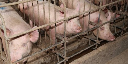 Το ΕΚ υπέρ της πρωτοβουλίας πολιτών για σταδιακή κατάργηση των κλουβιών στην κτηνοτροφία