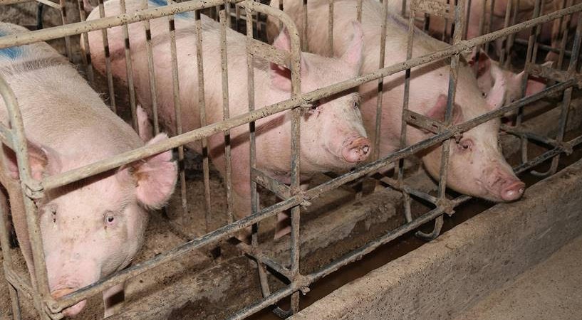 Το ΕΚ υπέρ της πρωτοβουλίας πολιτών για σταδιακή κατάργηση των κλουβιών στην κτηνοτροφία