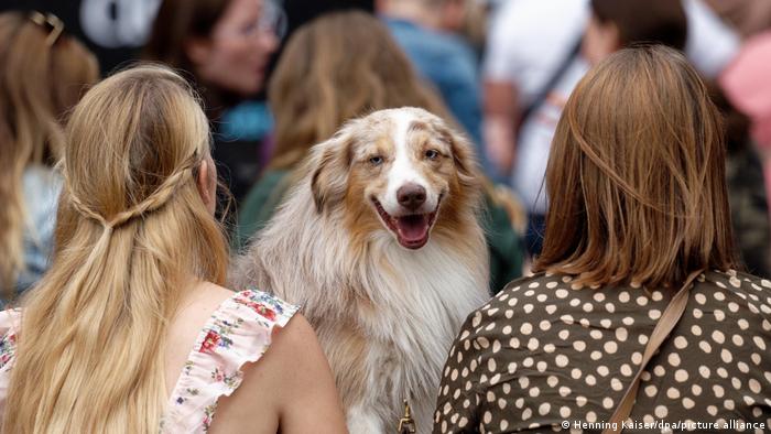 Πάρτι με διάσημους… σκύλους του ίντερνετ