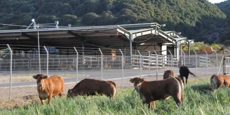 Σε δημόσια διαβούλευση το νομοσχέδιο για τις κτηνοτροφικές εγκαταστάσεις
