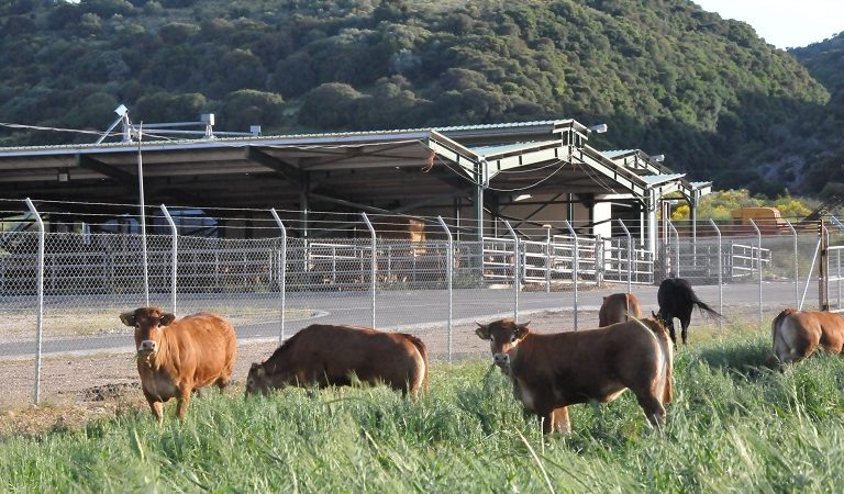 Σε δημόσια διαβούλευση το νομοσχέδιο για τις κτηνοτροφικές εγκαταστάσεις