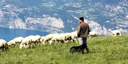 Τροποποίηση της ΚΥΑ για κατανομή των βοσκοτόπων