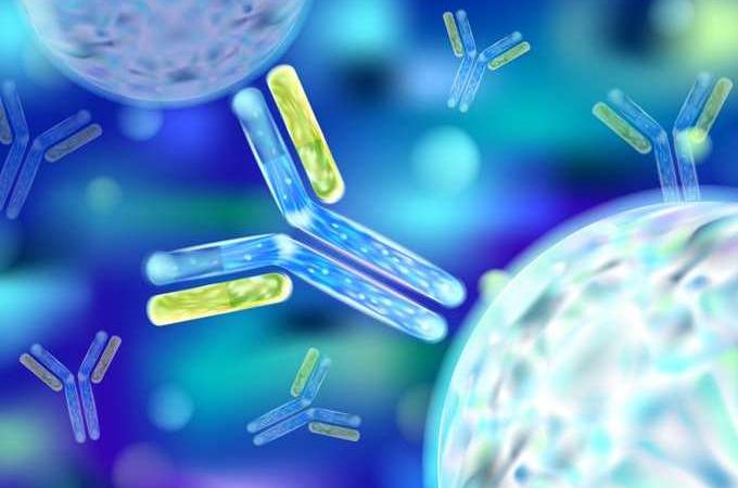 Πως δουλεύουν τα αντισώματα έναντι του SARS-CoV-2;