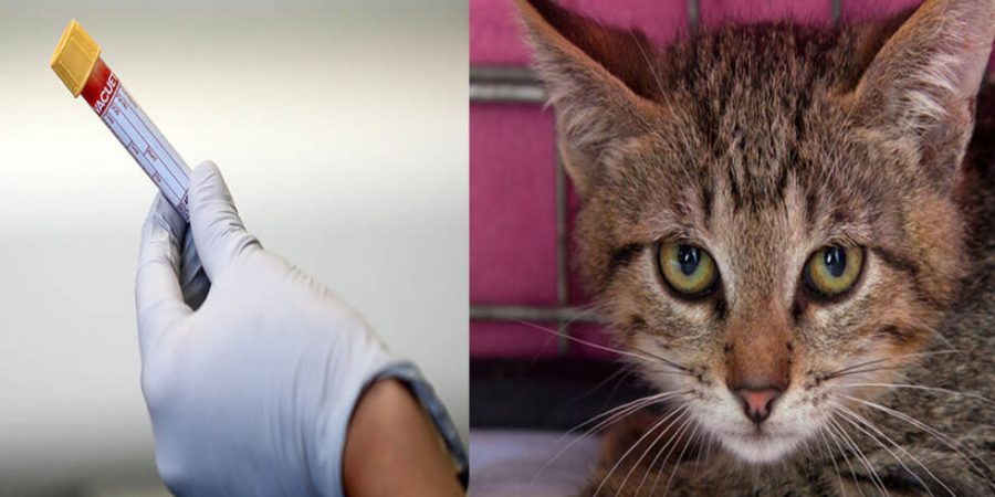 Η απειλή του COVID-19 σε άγρια ζώα