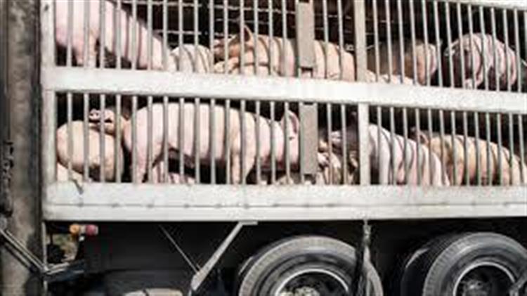 Προστασία των ζώων: Καλύτεροι κανόνες για τη μεταφορά τους