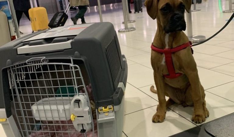 Η Blondie γύρισε σπίτι της με την Aegean