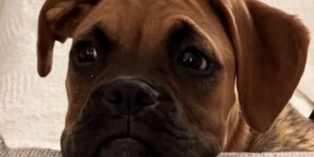 Αεροπορική ταλαιπωρία για ένα σκυλάκι, την Blondie και την οικογένειά της