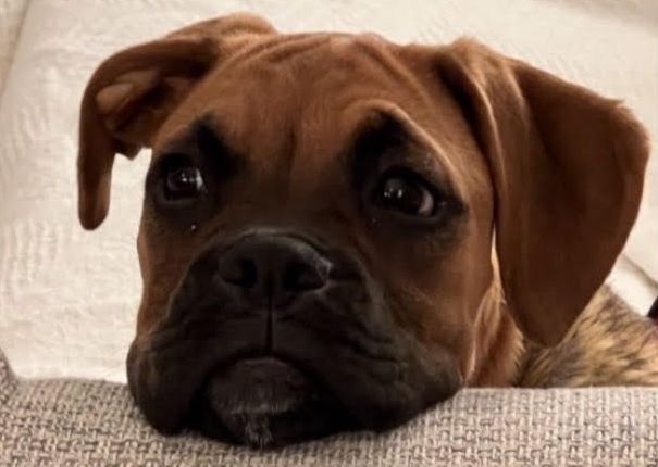 Αεροπορική ταλαιπωρία για ένα σκυλάκι, την Blondie και την οικογένειά της