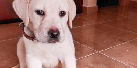 Liberty Guide Dogs:  Και το όνομα αυτής…April, η μικρή τετράποδη που αναλαμβάνει ένα μοναδικό και σπάνιο καθήκον