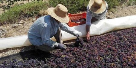 4,7 εκατ. ευρώ στους παραγωγούς κορινθιακής σταφίδας λόγω πανδημίας