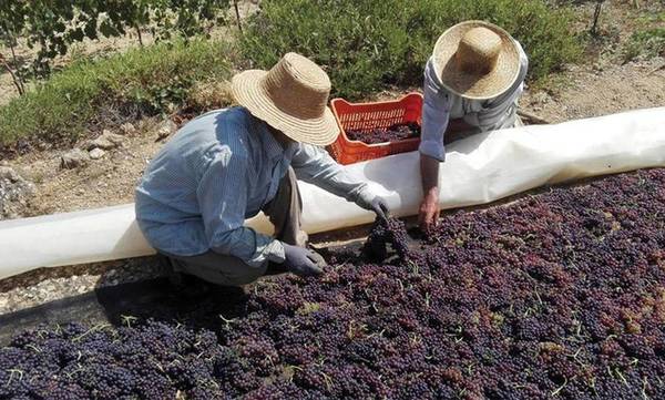 4,7 εκατ. ευρώ στους παραγωγούς κορινθιακής σταφίδας λόγω πανδημίας