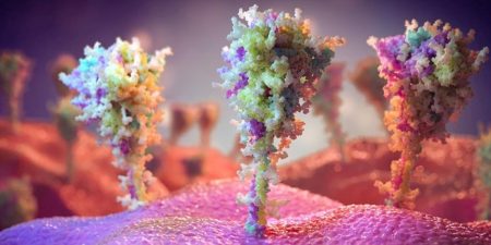 Ο ιός SARS-CoV-2 μολύνει τα κύτταρα του ανοσοποιητικού και προάγει τη φλεγμονή