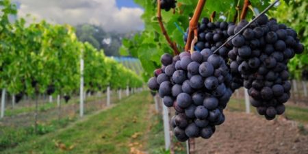 Ψηφιακά η υποβολή αιτήσεων ένταξης στο Πρόγραμμα αναδιάρθρωσης και μετατροπής αμπελουργικών εκτάσεων