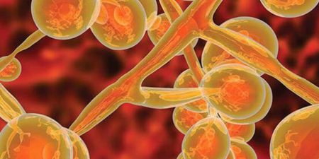 Candida auris: Τι γνωρίζουμε για τη νέα απειλή για την δημόσια υγεία