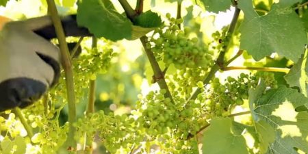 Διευκρινήσεις αναφορικά με την υποβολή των αιτήσεων για το μέτρο του «Πράσινου Τρύγου»