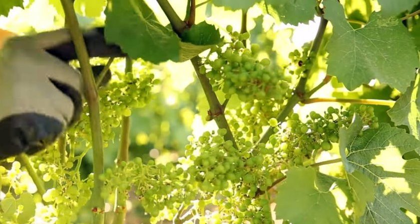 Διευκρινήσεις αναφορικά με την υποβολή των αιτήσεων για το μέτρο του «Πράσινου Τρύγου»