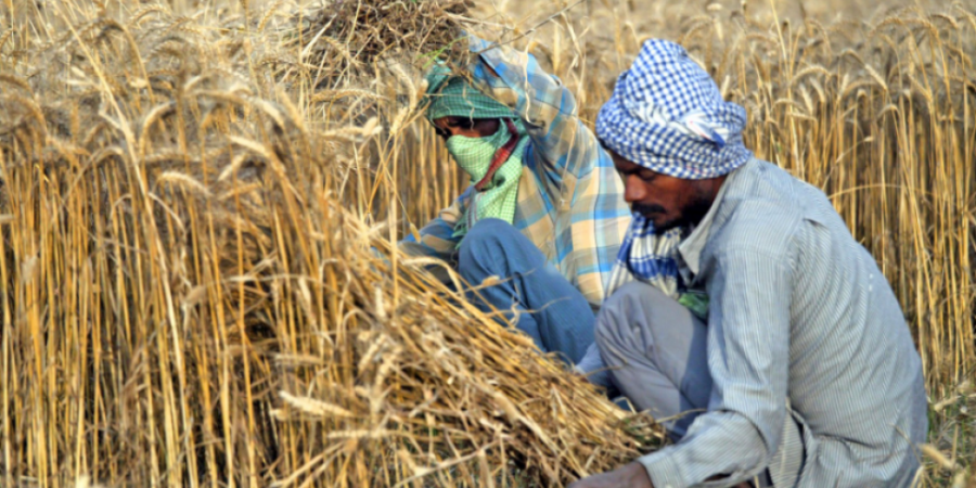 Απαγόρευση εξαγωγής σιταριού της Ινδίας: Κακή οικονομία, καλή πολιτική, μέτριος αντίκτυπος