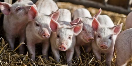 Εφαρμογή για την χορήγηση κρατικών ενισχύσεων στον τομέα της εκτροφής χοίρων σε όλη την Επικράτεια