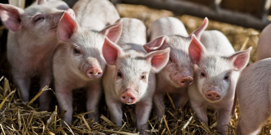 Εφαρμογή για την χορήγηση κρατικών ενισχύσεων στον τομέα της εκτροφής χοίρων σε όλη την Επικράτεια