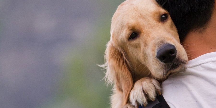 Ειδική Γραμματεία για την Προστασία των Ζώων Συντροφιάς με απόφαση του Πρωθυπουργού