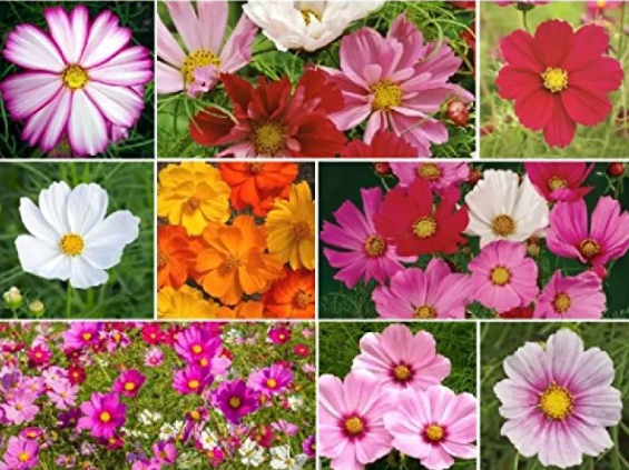 Ο κόσμος των φυτών και η ανάγκη προστασίας του