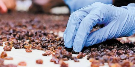 Πληρωμή 4.620.000 ευρώ μέσω de minimis στους παραγωγούς κορινθιακής σταφίδας