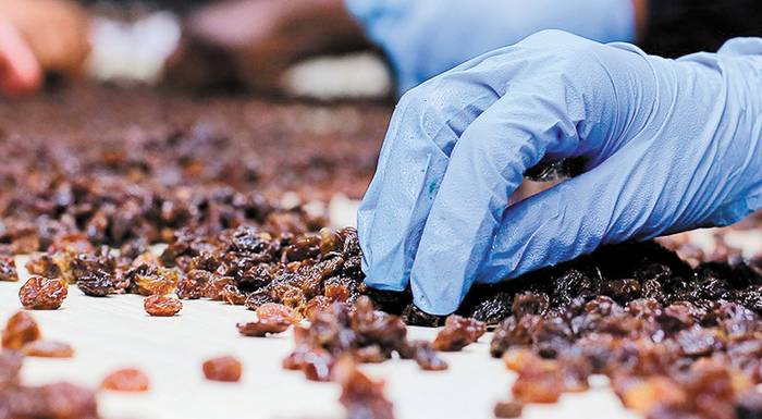 Πληρωμή 4.620.000 ευρώ μέσω de minimis στους παραγωγούς κορινθιακής σταφίδας