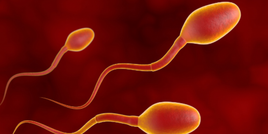 Η επίπτωση του SARS-CoV-2 στην ανδρική γονιμότητα